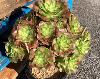 2512-004 Boutique Rare Succulents/Aeonium Arboreum Shaohua/What You See What You Get/Bare Root Without Soil Pot/Plants Gifts