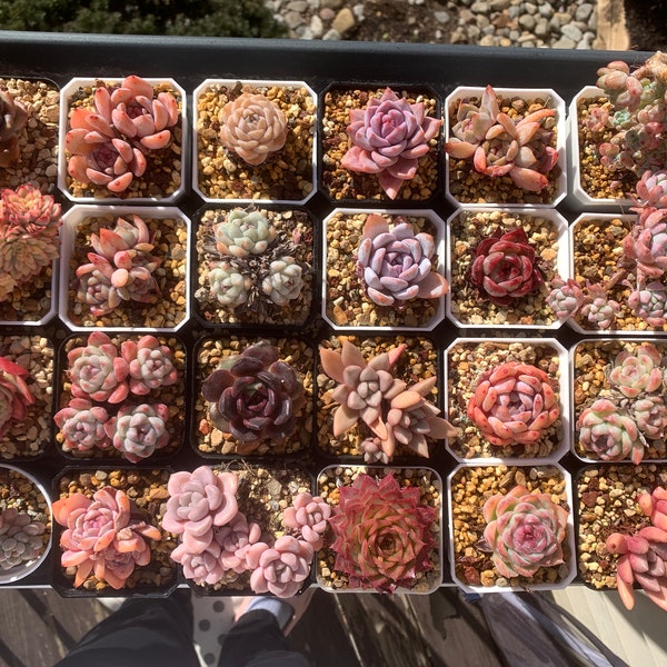 Rare Succulents - MIX-D/what you see is what you get/2.75 inch pot/Live Plant/Colorful Imported Cute Succulents Gifts