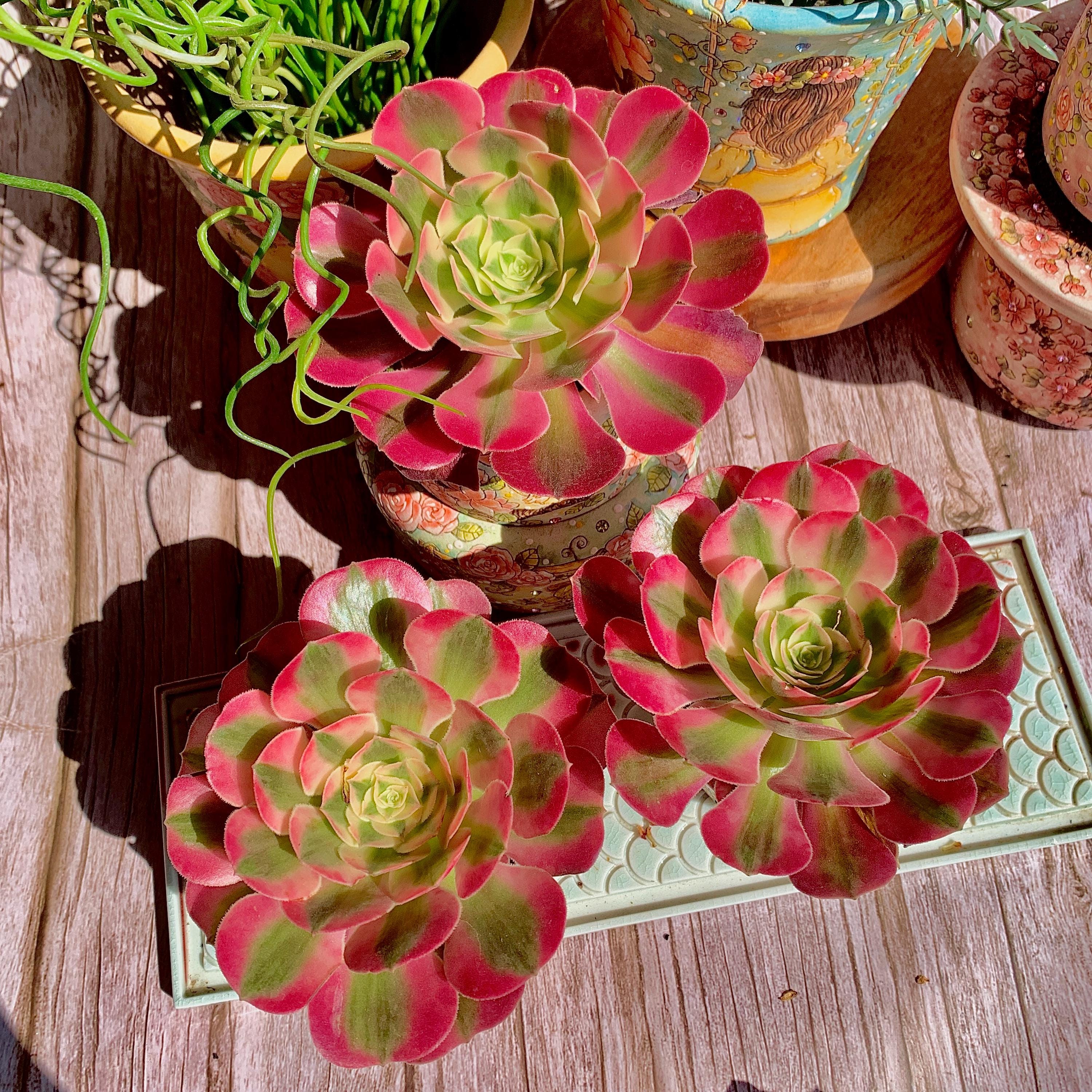 Boutique Rare Succulents/Aeonium 'pink witch'/1 head/Imported Live Succulent Plants/Bare Root Without Soil Pot/Plants Gifts