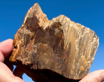 May include: A piece of petrified wood, held in a hand, showcasing a blend of brown, tan, and gold hues. The wood's grain is visible, with a rough, textured surface. The background is a clear, bright blue sky.