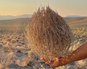 Tumbleweeds! Small Size 9”-12” Tumbleweed Hand Foraged Ethically Sourced Gorgeous Full All Natural Nevada High Desert Tumbleweed Small Sizes