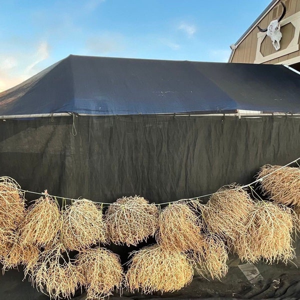 Unkraut! Beste & VOLLE !! XL Mittelgroß Tumbleweeds Hand Gesammelt Natürlichen Wüste Tumbleweed Ethisch Herkunft USA - Zufällige Auswahl