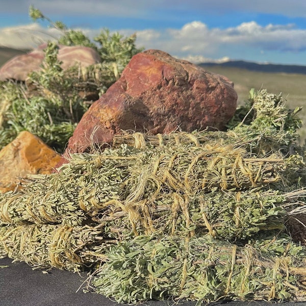 Fresh Sage Desert Sage 20 Large Bundles Over 1lb Bulk! Magic Sage! Ethically Sourced Hand Foraged Sage Small Medium Large Desert Sage Nevada