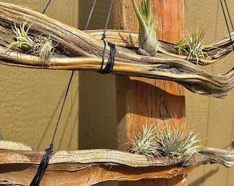 Live Airplants! Hanging Desert Sage Branch Home Decor!! You Choose Size!! Western Beautiful Aesthetic Natural Hand Foraged Ethically Sourced