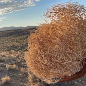 Tumbleweeds XL SIZE 2ft 20 x 24 Beautiful Full Tumbleweeds Hand Foraged Ethically Sourced All Natural Nevada High Desert Tumbleweeds image 1