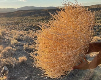 ¡Plantas rodadoras! ¡Talla grande! 16"-19"+ Hermosas Tumbleweeds completas forradas a mano de origen ético Todas las Tumbleweeds naturales del Alto Desierto de Nevada EE. UU.