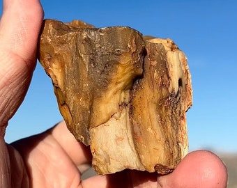 Rare Carbonized Petrified Wood! Gorgeous Opal Bark! Gorgeous! Deep Best Colors Rare Opal Bark Agate Core Limb Cast Ethically Sourced