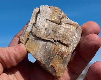 May include: A piece of petrified wood, held in a hand, showcasing a blend of beige, brown, and orange hues. The stone's surface displays a textured, layered pattern, with visible grain and natural variations. The background is a clear blue sky.