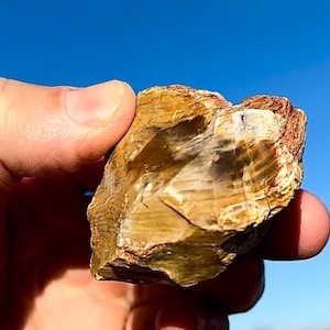 May include: A piece of petrified wood held against a clear blue sky. The wood displays a mix of tan, brown, and white colors, with visible grain and texture. The rough edges and natural hues suggest a raw, organic aesthetic.