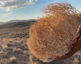 Tumbleweeds! XL SIZE! 2ft! 18” x 24”+ ! Beautiful Full Tumbleweeds Hand Foraged Ethically Sourced All Natural Nevada High Desert Tumbleweeds