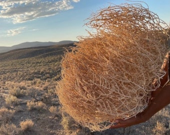 ¡Plantas rodadoras! ¡TALLA XL! ¡2 pies! ¡20" x 24"+! Hermosas plantas rodadoras completas, forrajeadas a mano, de origen ético, todas las plantas rodadoras naturales del alto desierto de Nevada