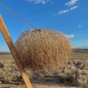 Massive!! The ORIGINAL “Tumblier” Tumbleweed Chandelier! USA! Huge! Full Beautiful Hand Foraged Ethically Sourced Tumbleweed Light Fixture
