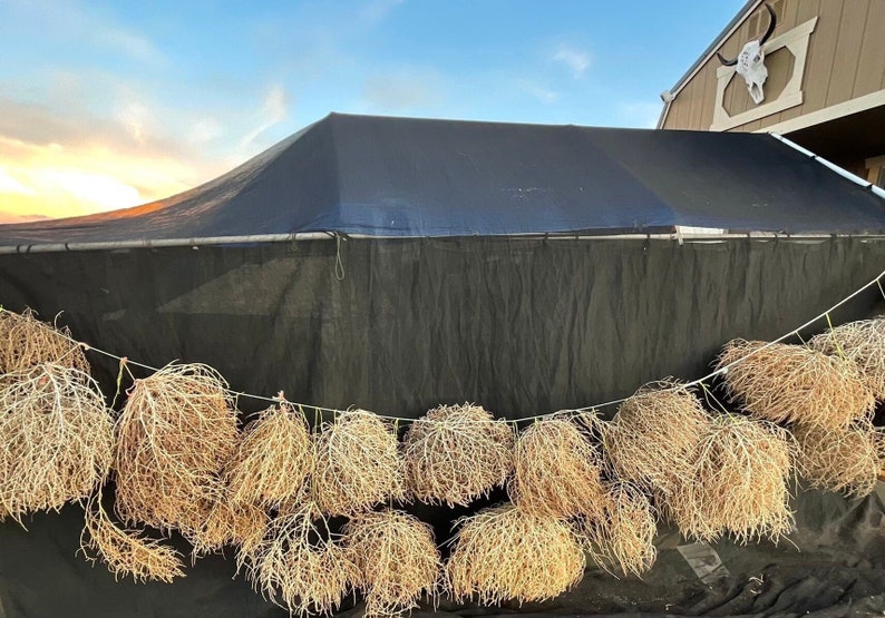 Tumbleweeds Best & FULL XL Large Medium Small Tumbleweeds Hand Foraged Natural Desert Tumbleweed Ethically Sourced USA Random Selection image 1