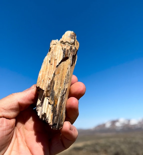 Barky Brown Crystal Head PEZ 日本未発売 Barky Brown Crystal Head PEZ 日本未発売 Barky Brown Crystal Head