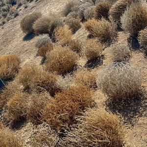May include: A collection of tumbleweeds, ranging in color from light tan to dark brown, scattered across a dry, sloping landscape. The spherical plants are densely packed, with a wiry, textured appearance, creating a natural, desert scene.
