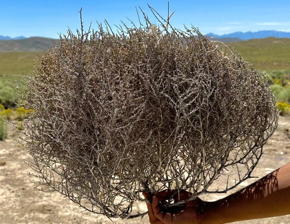 Large Country Tumbleweed (Tumble weed)