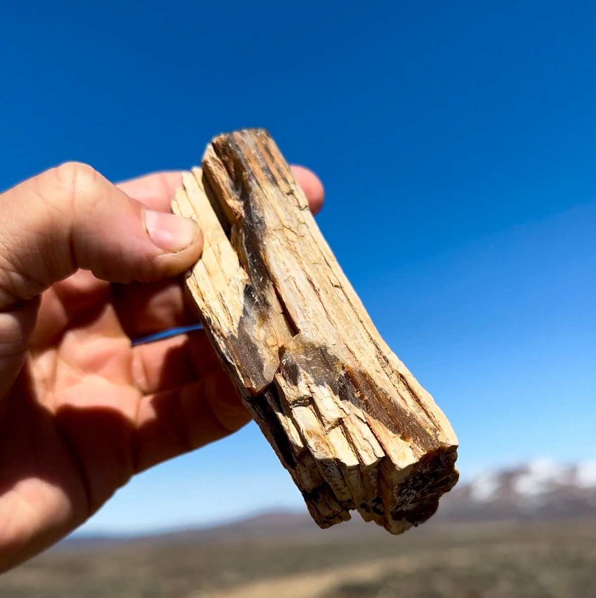 【激レア】Wood PT ファクトリー 検索 BUDD&JOEY Limb Cast Blue Forest Petrified Wood For Sale PW104 Eden Valley