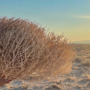 Tumbleweeds XL SIZE 2ft 20 x 24 Beautiful Full Tumbleweeds Hand Foraged Ethically Sourced All Natural Nevada High Desert Tumbleweeds image 6