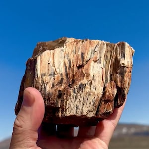 2.9lbs!! Large! Beautiful Rare Petrified Wood Agate Core Mineral Specimen Rare Gorgeous One of a Kind World Class Multi Color Petrified Wood