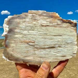 Petrified Wood Slab Rip Cut! Over 6” WOW! Stunning Rare Fossil Wood Agatized Petrified Wood With Incredible Vibrant Colors Patterns NV, USA