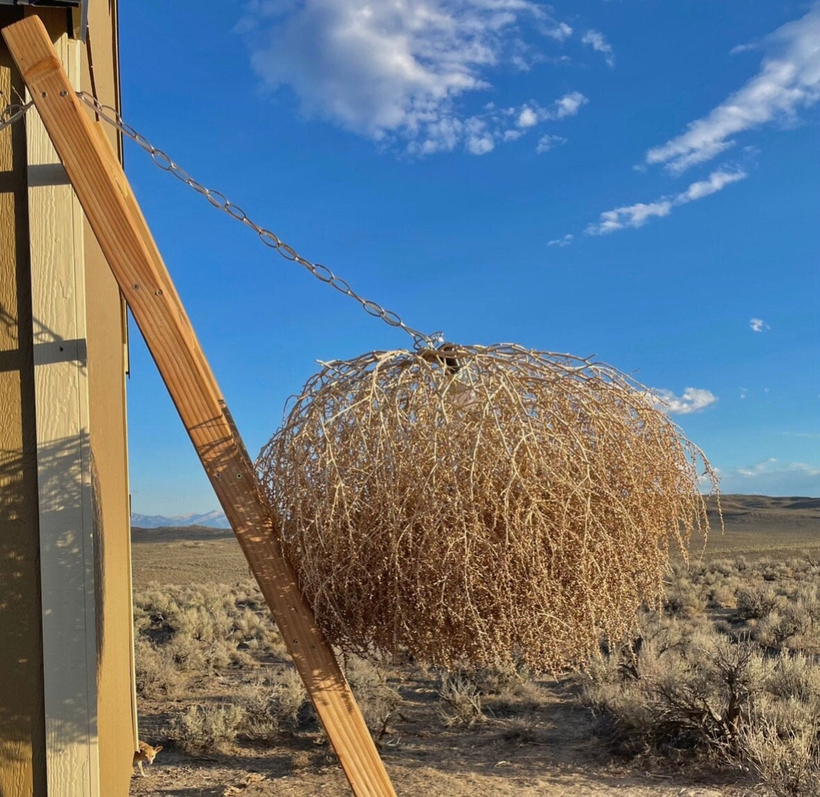 Tumbling tumbleweeds: Western icon also can be an unwelcome guest, Local