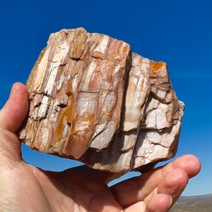 Petrified Wood 2lbs+! Crystal Covered! Sparkling Druzy Crystal Beautiful Rare Ethically Sourced Glittering Million Year Old Fossil Wood USA!