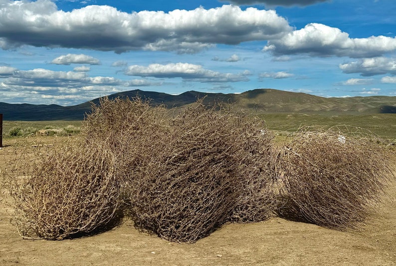 Tumbleweed Rising Tumbleweeds! MASSIVE SIZE! 30”+!! Wow! Beautiful Full Tumbleweeds Hand ...