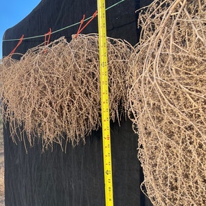 Tumbleweeds Best & FULL XL Large Medium Small Tumbleweeds Hand Foraged Natural Desert Tumbleweed Ethically Sourced USA Random Selection image 2