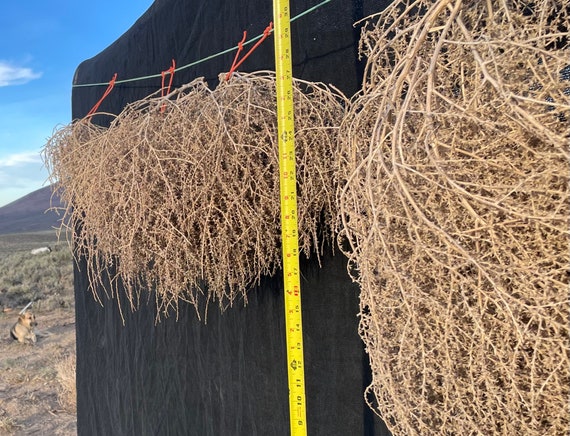 Extra Large Tumbleweed Natural Desert Tumbleweeds Huge Size 