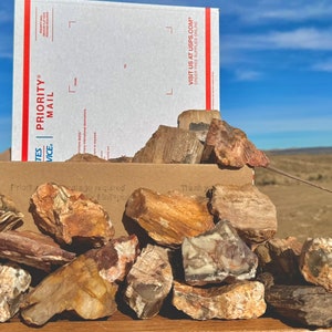 Petrified Wood 40lbs+ Bulk! Flate Rate Med. Rainbow Petrified Wood! Opal Agate Wood Fossil Colorful Rare Petrified Wood Ethically Sourced US
