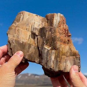 Wow! 4lbs! Petrified Wood Bark Agate Opal Bark Complete! Rare Mineral Specimen Gorgeous One of a Kind World Class Multi Color Petrified Wood