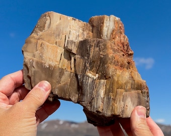 Wow! 4lbs! Petrified Wood Bark Agate Opal Bark Complete! Rare Mineral Specimen Gorgeous One of a Kind World Class Multi Color Petrified Wood