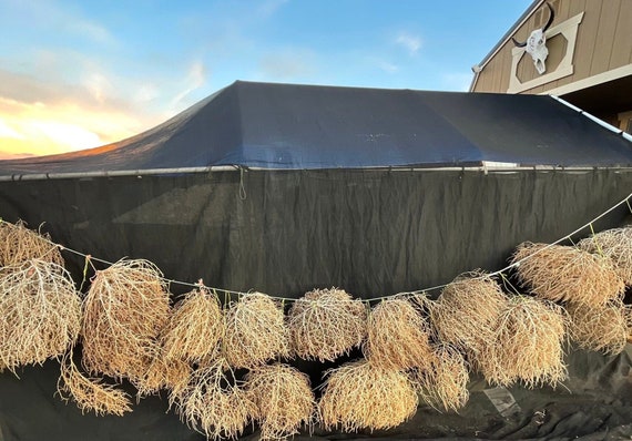 So What Actually is a Tumbleweed, Anyway, And How Did it Become Associated  with the American West?