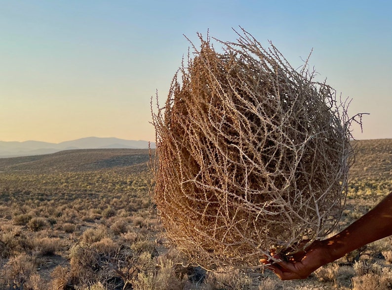 Tumbleweeds Best & FULL XL Large Medium Small Tumbleweeds Hand Foraged Natural Desert Tumbleweed Ethically Sourced USA Random Selection image 6