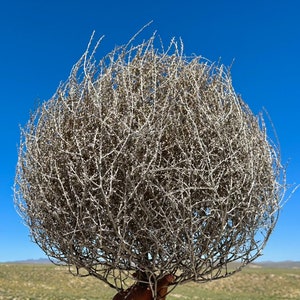 Tumbleweeds Best & FULL XL Large Medium Small Tumbleweeds Hand Foraged Natural Desert Tumbleweed Ethically Sourced USA Random Selection image 4