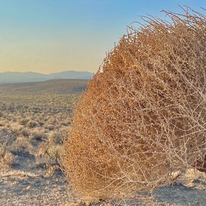 Tumbleweeds XL SIZE 2ft 20 x 24 Beautiful Full Tumbleweeds Hand Foraged Ethically Sourced All Natural Nevada High Desert Tumbleweeds image 5