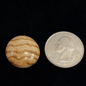 Petrified Wood Cabochon Gem Grade Brown and Golds Stripe Patterns High Luster Medium Cabochon Petrified Wood Agatized Wood Amazing Quality
