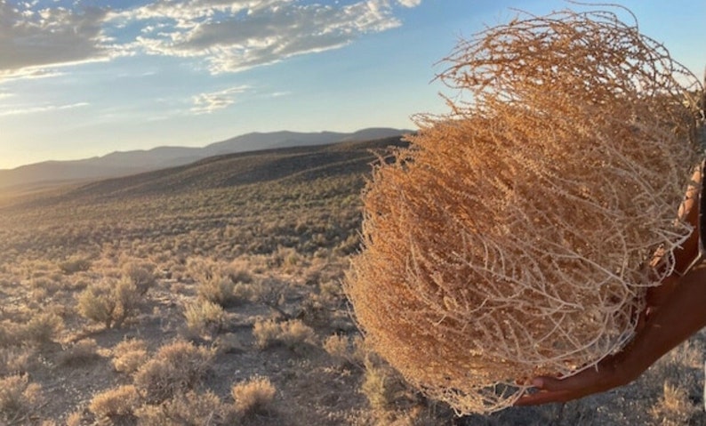 Tumbleweeds XL SIZE 2ft 20 x 24 Beautiful Full Tumbleweeds Hand Foraged Ethically Sourced All Natural Nevada High Desert Tumbleweeds image 1