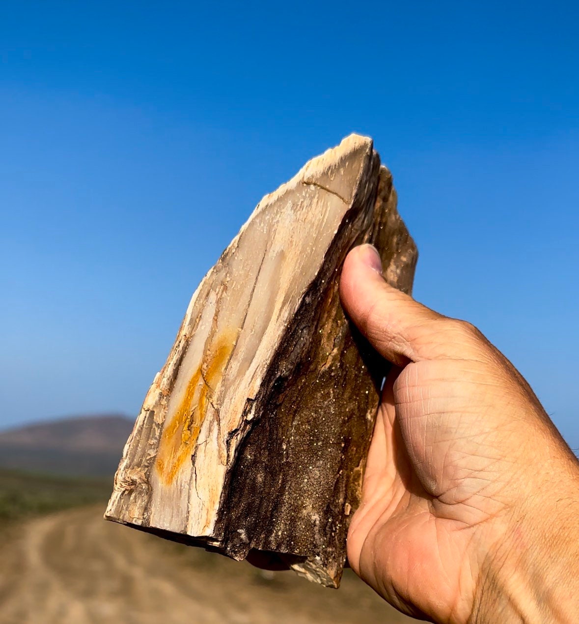 最高！キラキラ輝くパーミネラライズド珪化木！希少で美しい！倫理的に