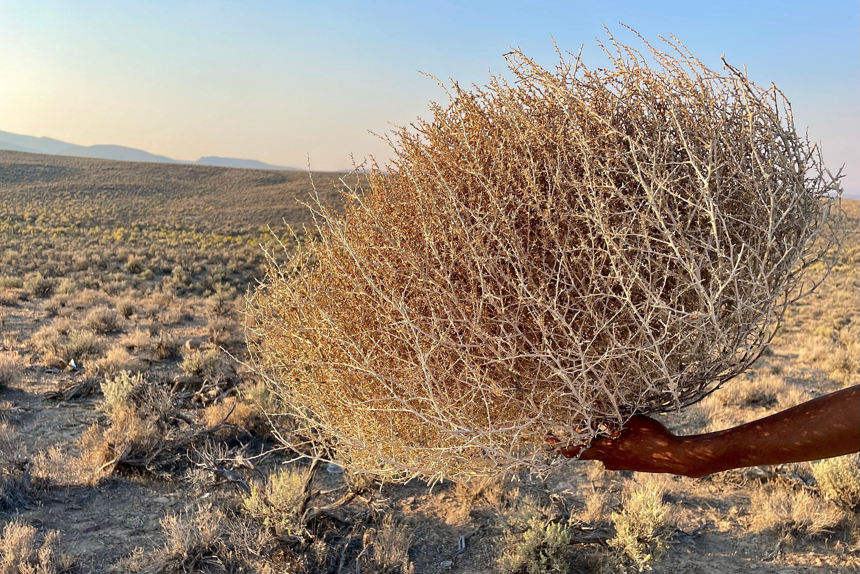 XL Size Tumbleweed Natural Desert Tumbleweeds Extra Large Size Ethically  Sourced USA. Western Home Decor. Exact Tumbleweed You Receive!