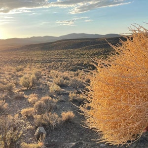 Tumbleweeds Best & FULL XL Large Medium Small Tumbleweeds Hand Foraged Natural Desert Tumbleweed Ethically Sourced USA Random Selection image 8