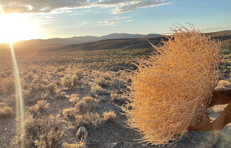 Tumbleweeds Best & FULL XL Large Medium Small Tumbleweeds Hand Foraged Natural Desert Tumbleweed Ethically Sourced USA Random Selection image 8