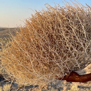 Tumbleweeds XL SIZE 2ft 20 x 24 Beautiful Full Tumbleweeds Hand Foraged Ethically Sourced All Natural Nevada High Desert Tumbleweeds image 4