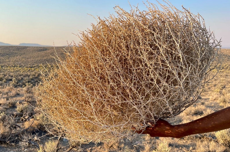 Tumbleweeds XL SIZE 2ft 20 x 24 Beautiful Full Tumbleweeds Hand Foraged Ethically Sourced All Natural Nevada High Desert Tumbleweeds image 4