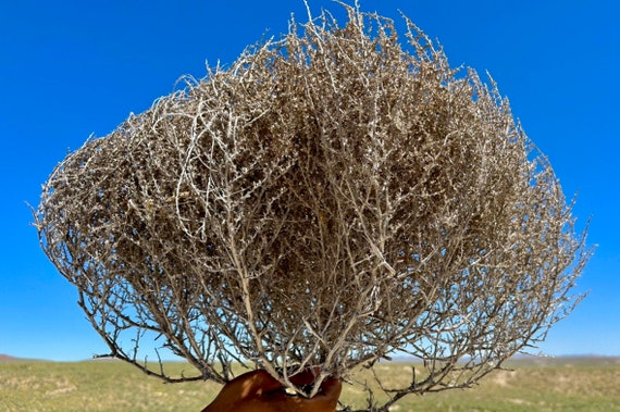 Extra Large Tumbleweed Natural Desert Tumbleweeds Huge Size 