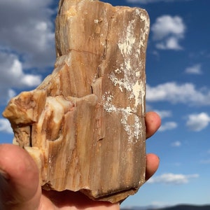Large Chunk Petrified Wood !! Sparkling Crystal Covered Specimen Best Crystal Mineral Museum Quality World Class 200 million year old Fossil