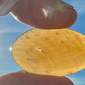 Petrified Wood Cabochon! Highest Grade AAA+ Rare! Stunning Polished High Dome Opal Agate Petrified Wood From Nevada,US Champage Opal Wood!