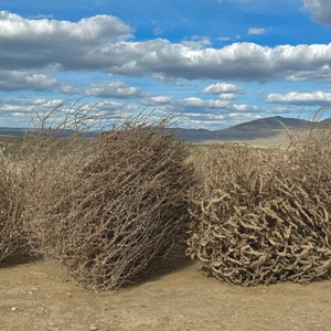 Tumbleweeds! MASSIVE SIZE! 30”+!! Wow! Beautiful Full Tumbleweeds Hand Foraged Ethically Sourced All Natural Nevada High Desert Tumbleweed