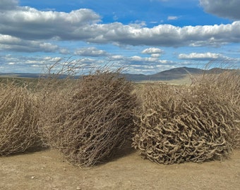 Tumbleweeds! MASSIVE SIZE! 30”+!! Wow! Beautiful Full Tumbleweeds Hand Foraged Ethically Sourced All Natural Nevada High Desert Tumbleweed
