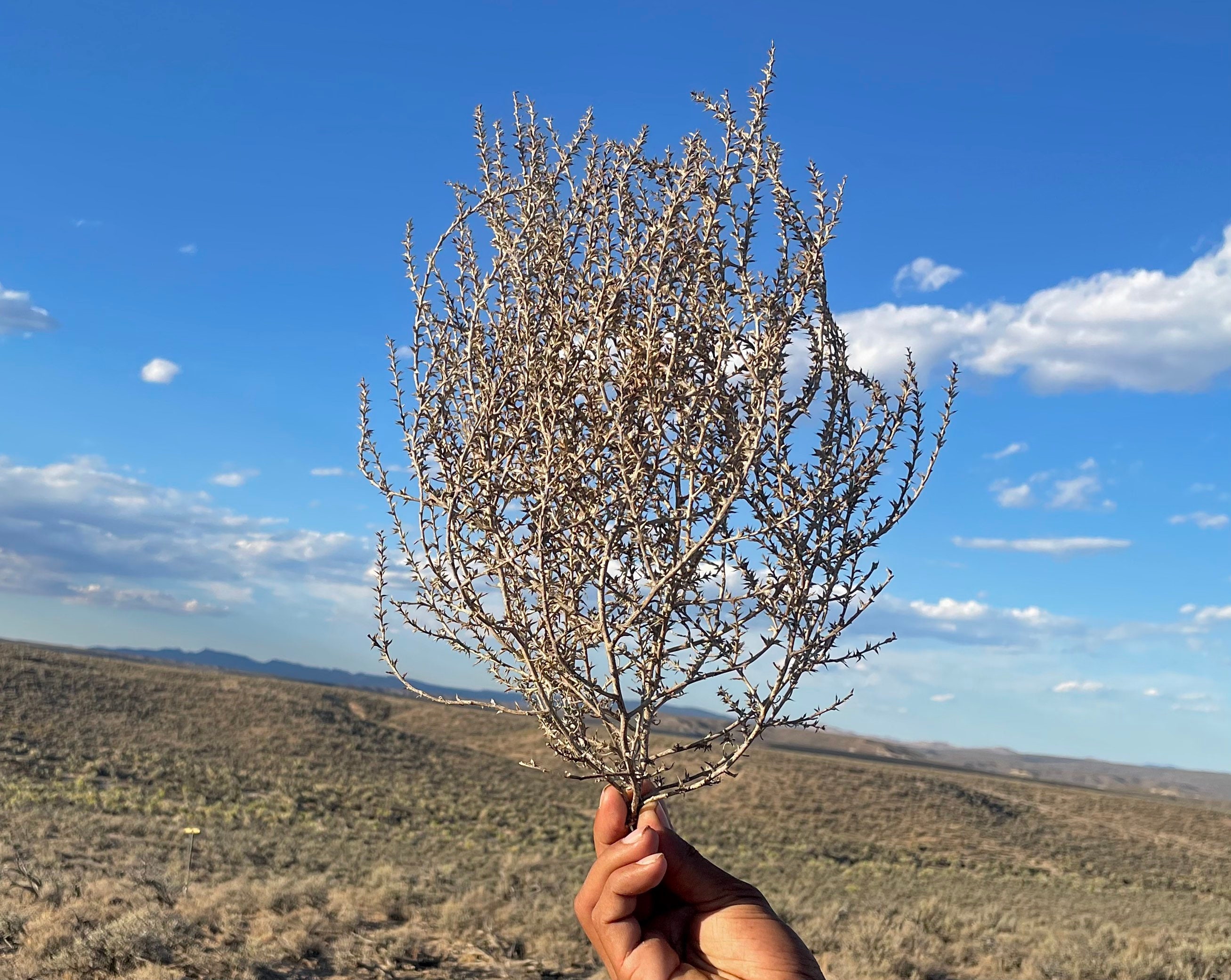 Extra Large Tumbleweed Natural Desert Tumbleweeds Huge Size 